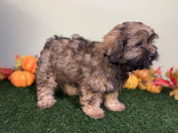 Shihpoo