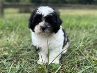 Shihpoo