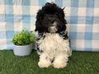 Shihpoo