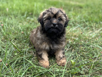 Shihpoo