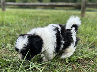 Shihpoo