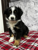 Toy Australian Shepherd