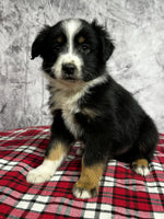 Toy Australian Shepherd