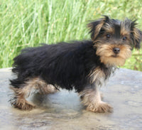Yorkshire Terrier