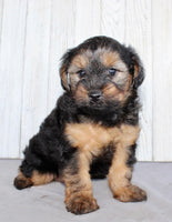 Yorkipoo