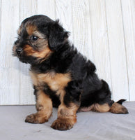 Yorkipoo