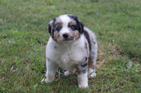 Australian Shepherd