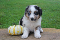 Australian Shepherd