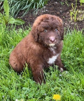 Aussiepoo