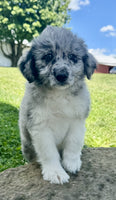 Mini Aussiepoo