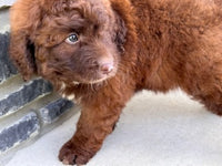 Aussiepoo