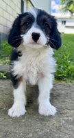 Mini Aussiepoo
