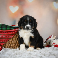 Australian Shepherd