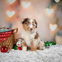 Australian Shepherd