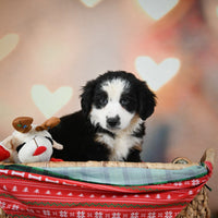 Australian Shepherd