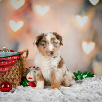 Australian Shepherd