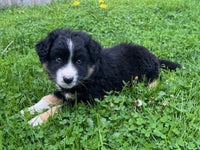 Australian Shepherd