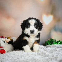 Australian Shepherd