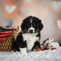 Australian Shepherd