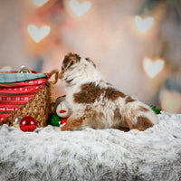 Australian Shepherd