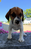  Beabull