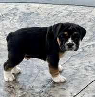 Beabull