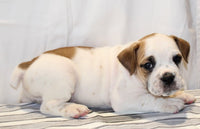 Beabull