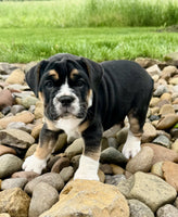 Beabull