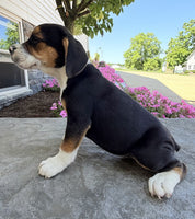 Beabull