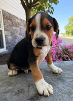 Beabull