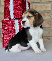 Beagle