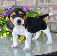 Beagle