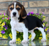 Beagle