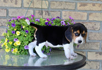 Beagle