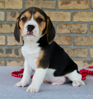 Beagle
