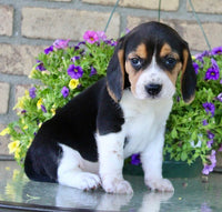 Beagle