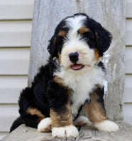 Bernedoodle