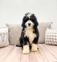  Mini Bernedoodle 