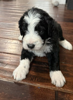 Bernedoodle
