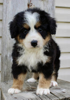 Bernedoodle