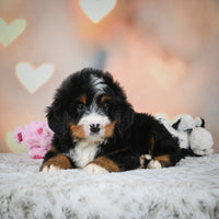 Bernedoodle