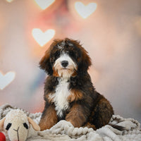  Bernedoodle