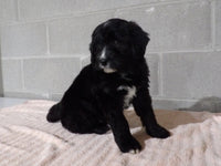Bernedoodle