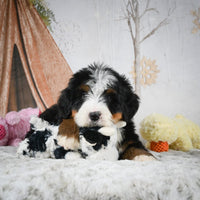 Bernedoodle