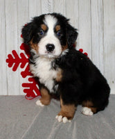 Bernese Mountain Dog