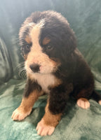 Bernese Mountain Dog