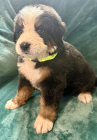 Bernese Mountain Dog