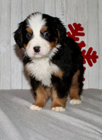 Bernese Mountain Dog