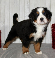 Bernese Mountain Dog