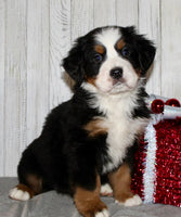 Bernese Mountain Dog